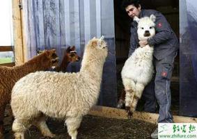 养殖羊驼日常料理及疾病防治