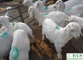 肉羊养殖的饲养标准