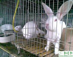 养殖獭兔提高效益的关键措施