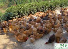 养殖土鸡的快速饲养管理
