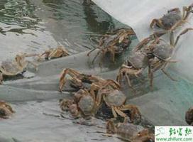 养蟹蟹池青苔需重预防