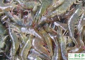 对虾养殖镰刀菌病的防治