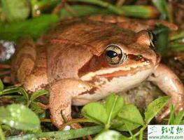 林蛙养殖提高林蛙越冬期存活率的措施