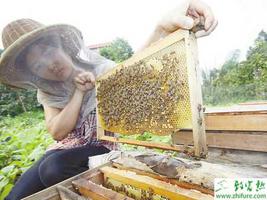 养殖蜜蜂晚秋的管理