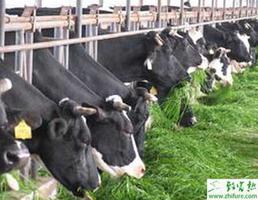养殖奶牛因饲料致病防治法