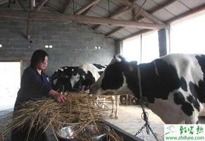 养殖奶牛病毒性腹泻的防治