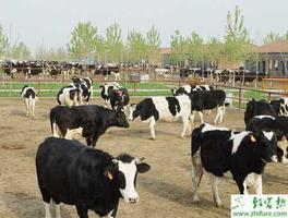 养殖奶牛怀孕两月内隐性流产的防治