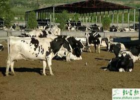 养殖奶牛真胃移位的预防