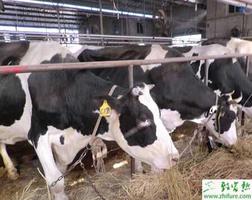 养殖奶牛常见胎产病的防治