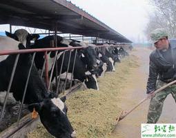 养殖奶牛硒缺乏病的诊治