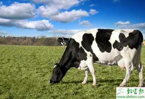 养殖奶牛干乳后期的疾病管理
