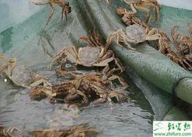 养殖河蟹长毛现象的防治