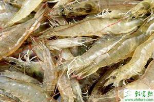养殖南美白对虾几种鳃病的防治