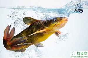 养殖黄颡鱼的几个关键时期