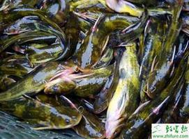 人工养殖黄颡鱼的技术