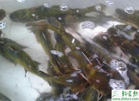 养殖黄颡鱼半人工繁殖的技术