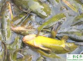 养殖黄颡鱼的实用经验