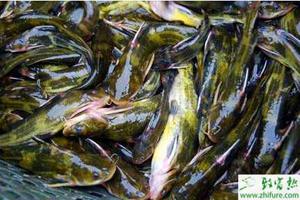 养殖黄颡鱼常见疾病的防治