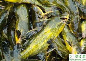 养殖黄颡鱼饵料的人工驯养的经验