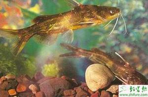 养殖黄颡鱼常见病害的防治