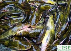 养殖黄颡鱼鱼苗的培育
