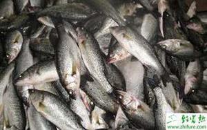 鲈鱼养殖几种常见疾病的防治