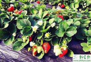 种草莓革腐病的防治