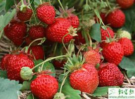 种草莓测土配方的施肥经验