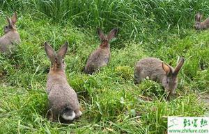 夏季野兔家养的“四巧”