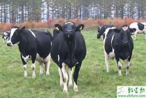 养殖奶牛干奶期如何饲养管理