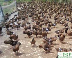 养殖肉鸭的常见中毒病的防治