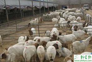 羊群繁殖管理技术措施