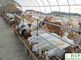 如何解决肉羊繁殖率低的问题