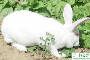 獭兔养殖的日粮配合和注意事项
