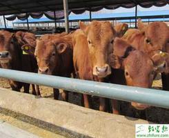 肉牛的纯种选育的条件和实行