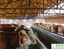 肉牛种公牛的饲养和管理
