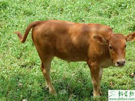 黄牛常见病有哪些、怎么防治