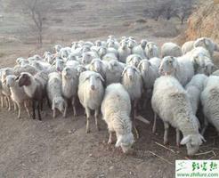 绵羊圈养怎么养