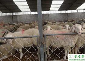 小尾寒羊挑选经验和繁殖母羊的饲养 