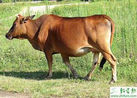 黄牛种公牛的饲养和管理