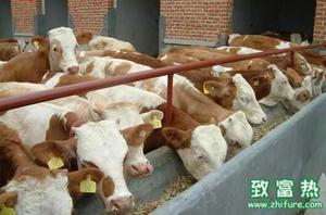 肉牛的科学养殖技术