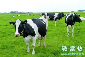 养殖奶牛不孕怎么办？有哪些因素影响？