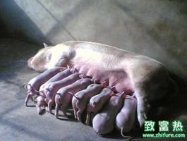 提高母猪繁殖能力的方法