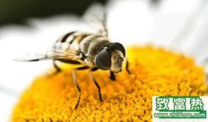 中蜂的饲养技术、生活习性和管理要点