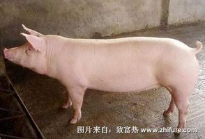 公猪养殖注意事项