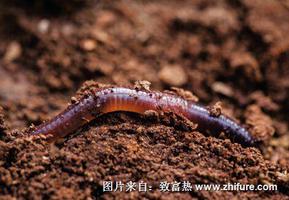 桑园养殖蚯蚓的技术