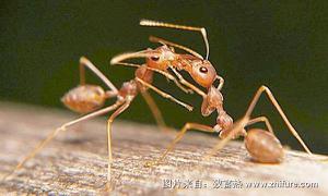 蚂蚁人工玩养换巢方法