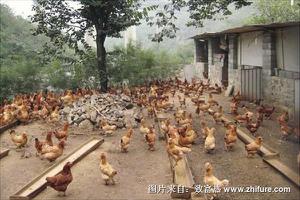 散养土鸡的鸡舍建造方案