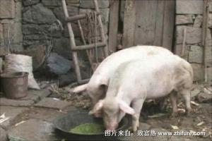 适合农村养猪的方法