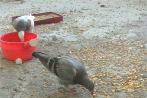 信鸽的饲养与训练技术方法